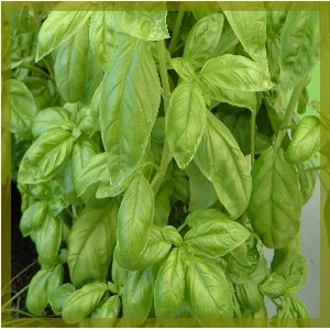 For the manufacture of basil organic essential oils